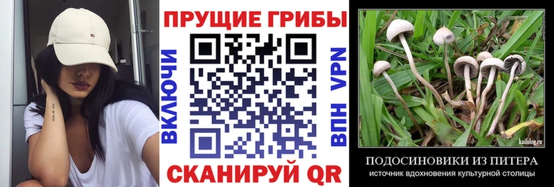 Псилоцибиновые грибы Cubensis  Бежецк 